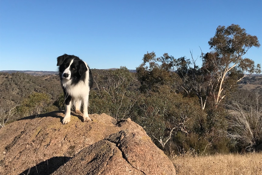 a black and white border collie stands on a large rock. There is blue sky behind him