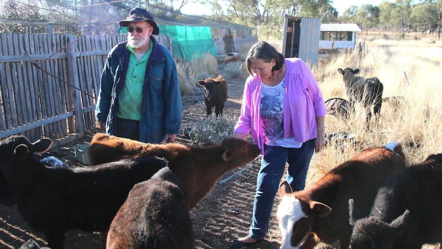 A man and woman stand with young calves in a backyard.