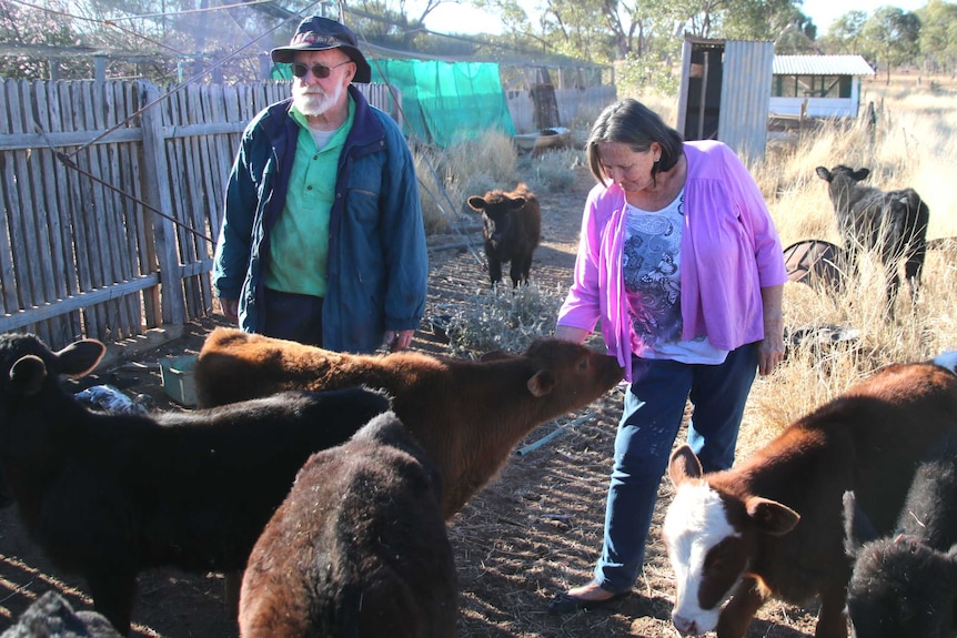 A man and woman stand with young calves in a backyard.
