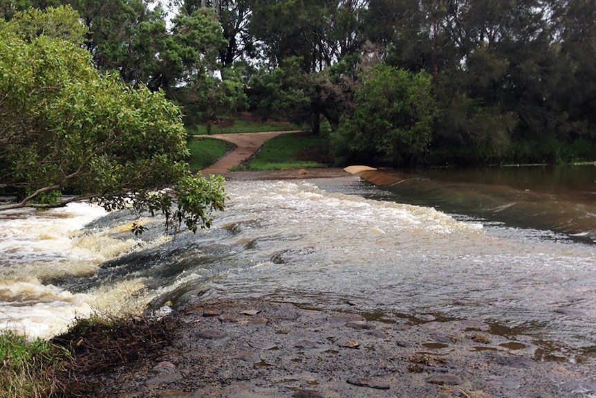 Swollen Bundaberg Creek flowing through Baldwin Swamp Environment Park in Bundaberg on Sunday morning.