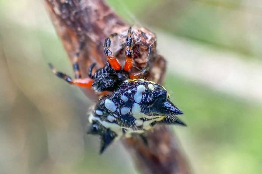 A spider clings to a branch