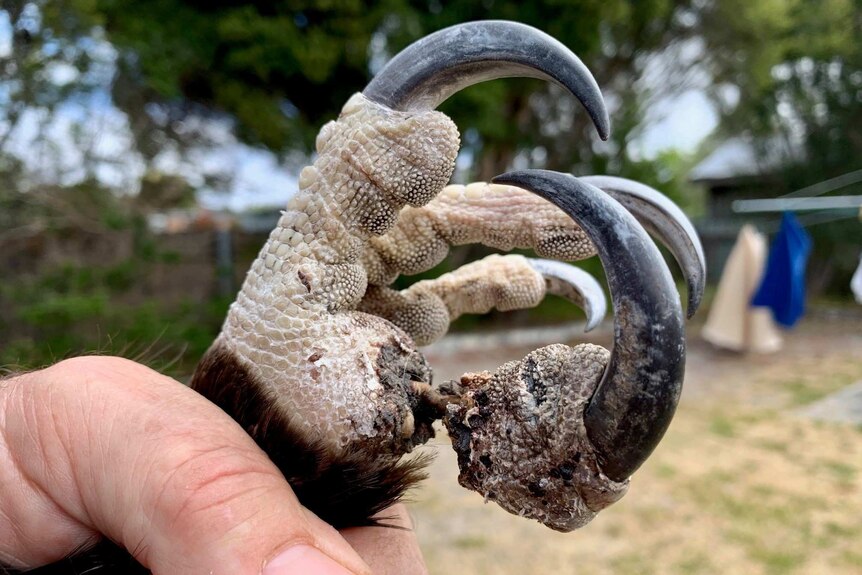 Close up of hand holding injured wedge-tailed eagle claw.