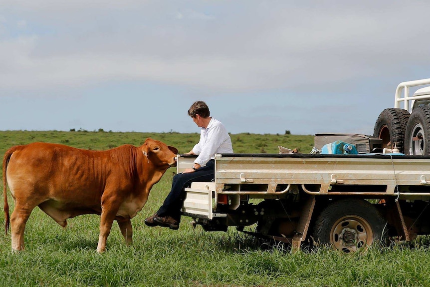 A woman sits on the tray of a ute as a cow nuzzles her hand.