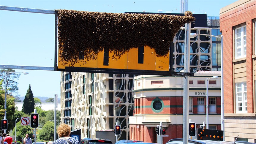 Bees swarm on a sign in Hobart