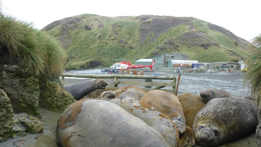 Seals with helicopter Macquarie Island.