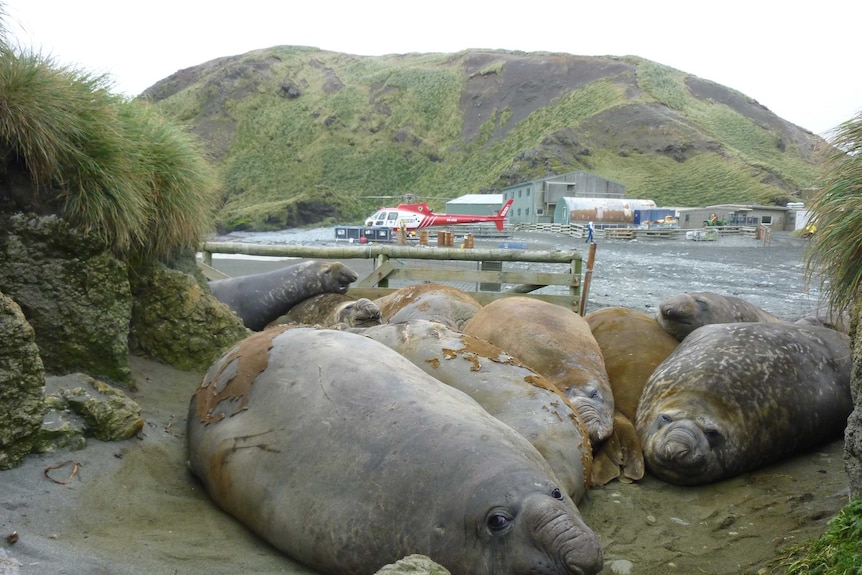 Seals with helicopter Macquarie Island.