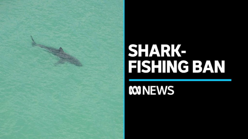 WA government bans shark-fishing gear on and near Perth's metro beaches -  ABC News