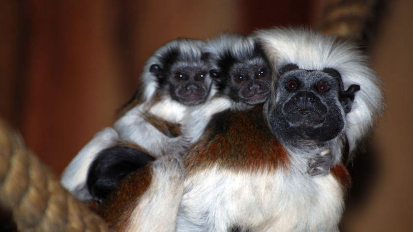 The final missing tamarin is now back at the zoo
