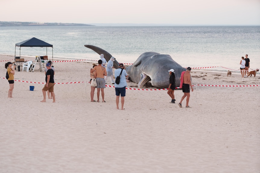 People stopping to look at a large whale fenced off on the beach