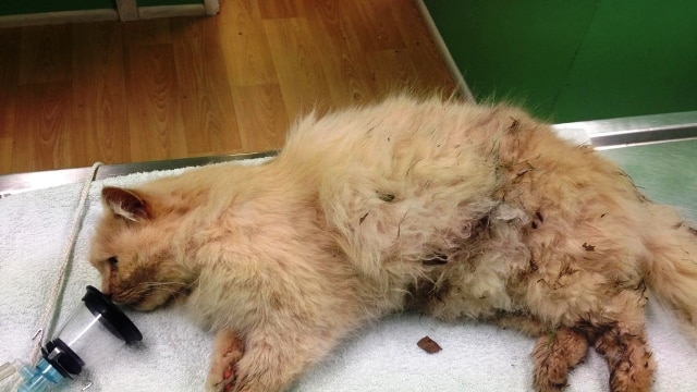 Dangerous dogs destroyed after pet cat attack at Yamba