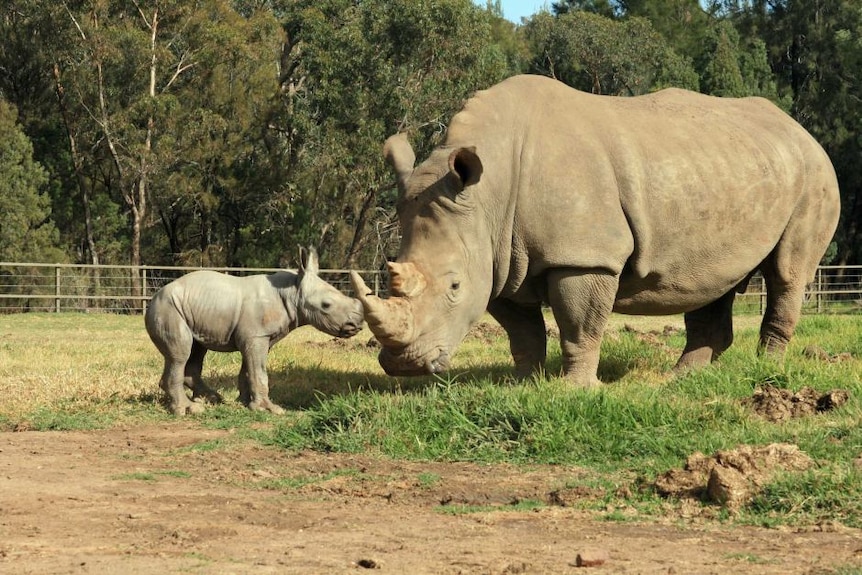 An adult and baby rhinoceros at a zoo 