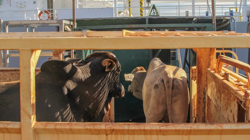 two cattle walking off a truck and onto a live export ship.