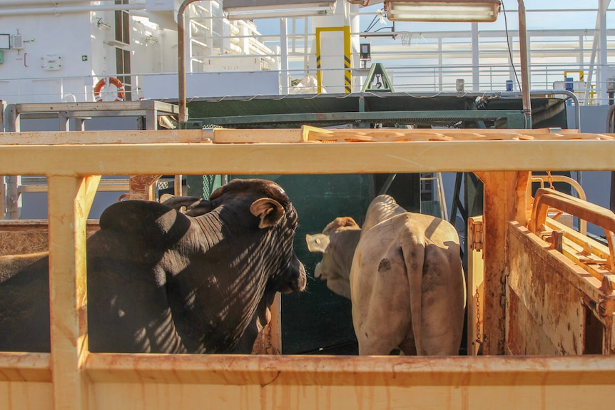 two cattle walking off a truck and onto a live export ship.