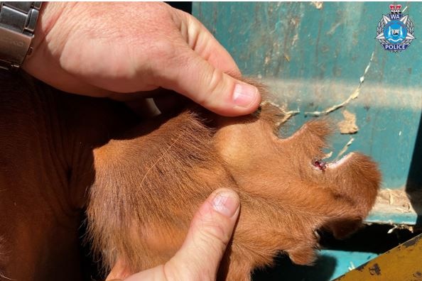 A photo of a cow with a damaged ear after its tag has forcibly been removed.