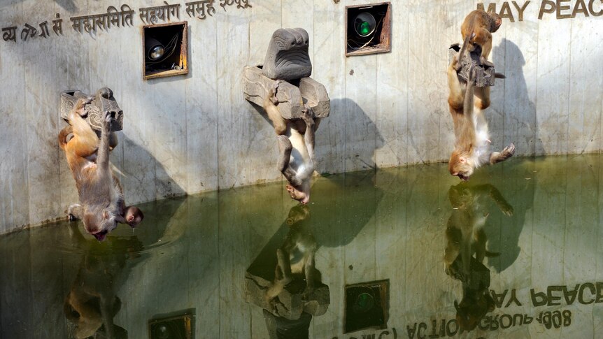 Monkeys drink from a pond at Swayambhunath Stupa.