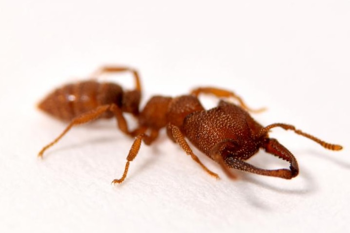 A Dracula ant