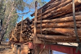 Lots of long logs piled high on a truck.