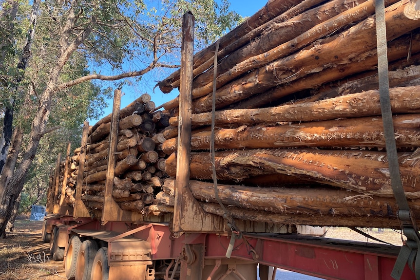 Lots of long logs piled high on a truck.