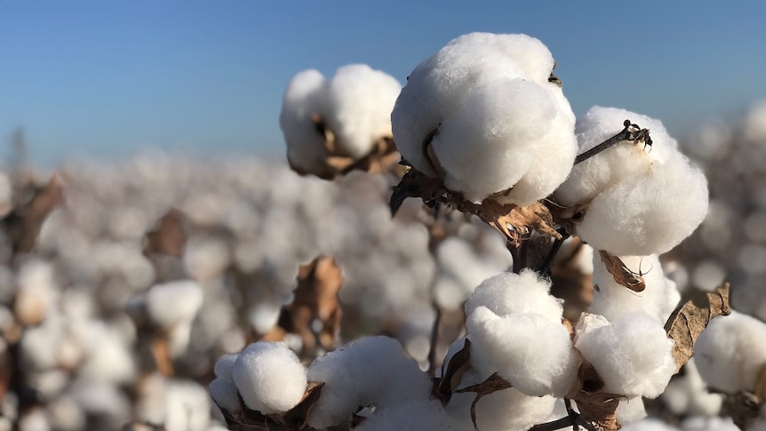 A close up of the cotton in the field