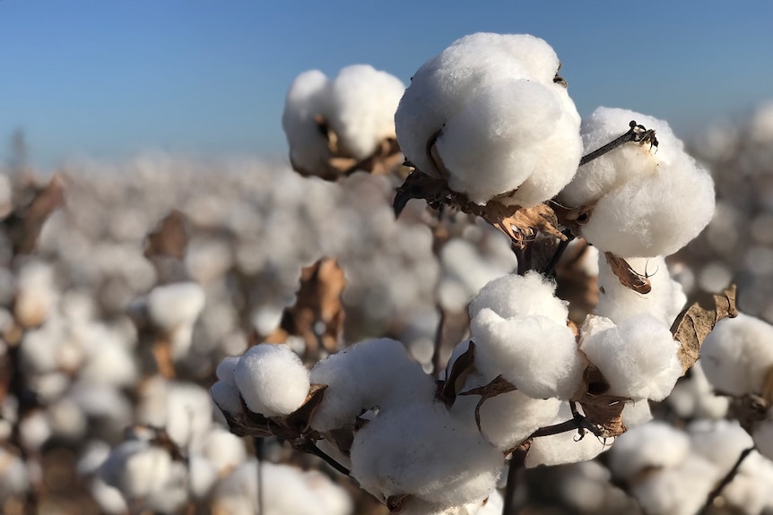 A close up of the cotton in the field