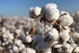 A close up of the cotton in the field