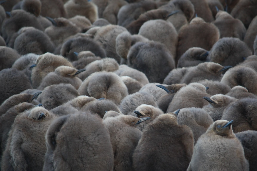 Group of grey king penguin chicks