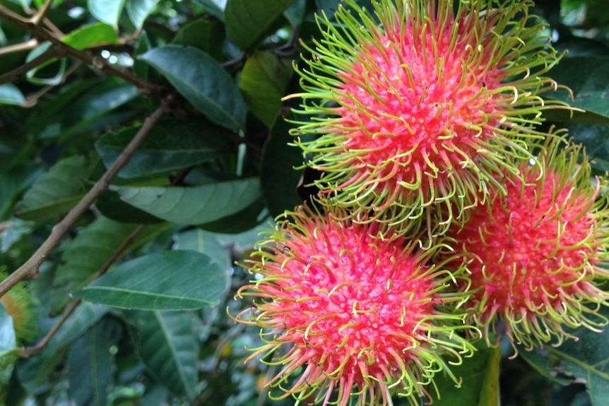 Northern Territory rambutans