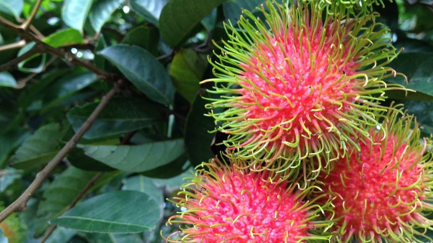 Northern Territory rambutans