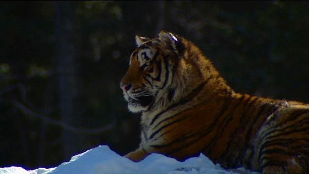 A Siberian tiger sits in the snow