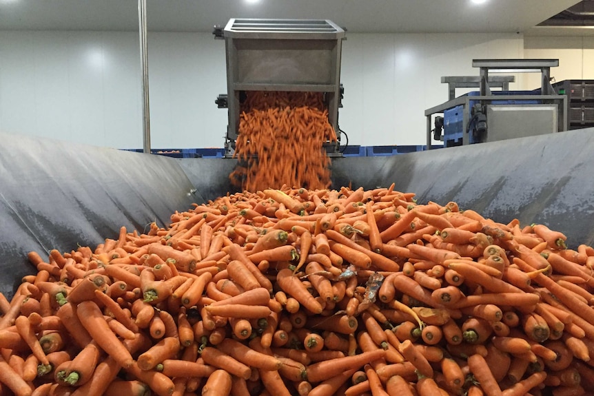 Carrots are processed through a crushing machine.