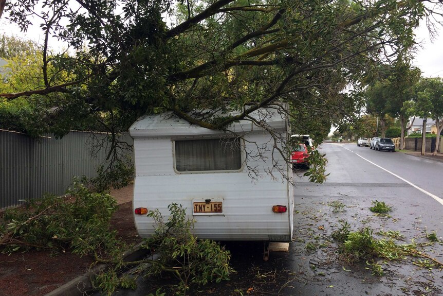 Tree branch falls on caravan