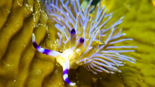 The nudibranch is a shell-less, soft-bodied mollusc that has feathery gills and lives on seabeds, and is especially abundant in shallow waters.
