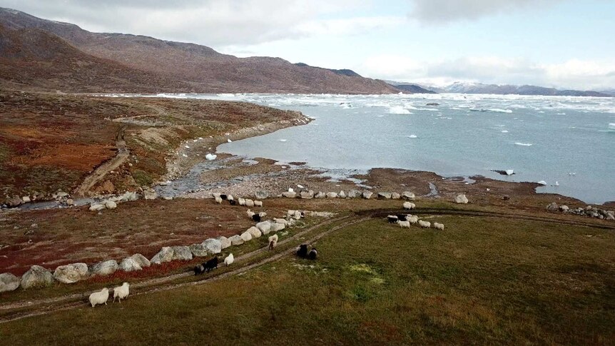 Sheep on the coastline near icy waters