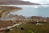 Sheep on the coastline near icy waters