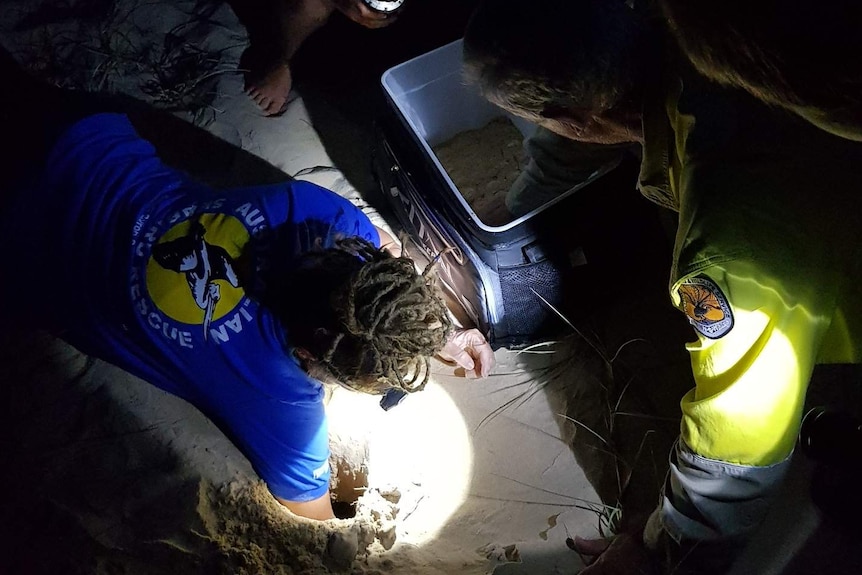 People putting turtle eggs into a hole in the sand.