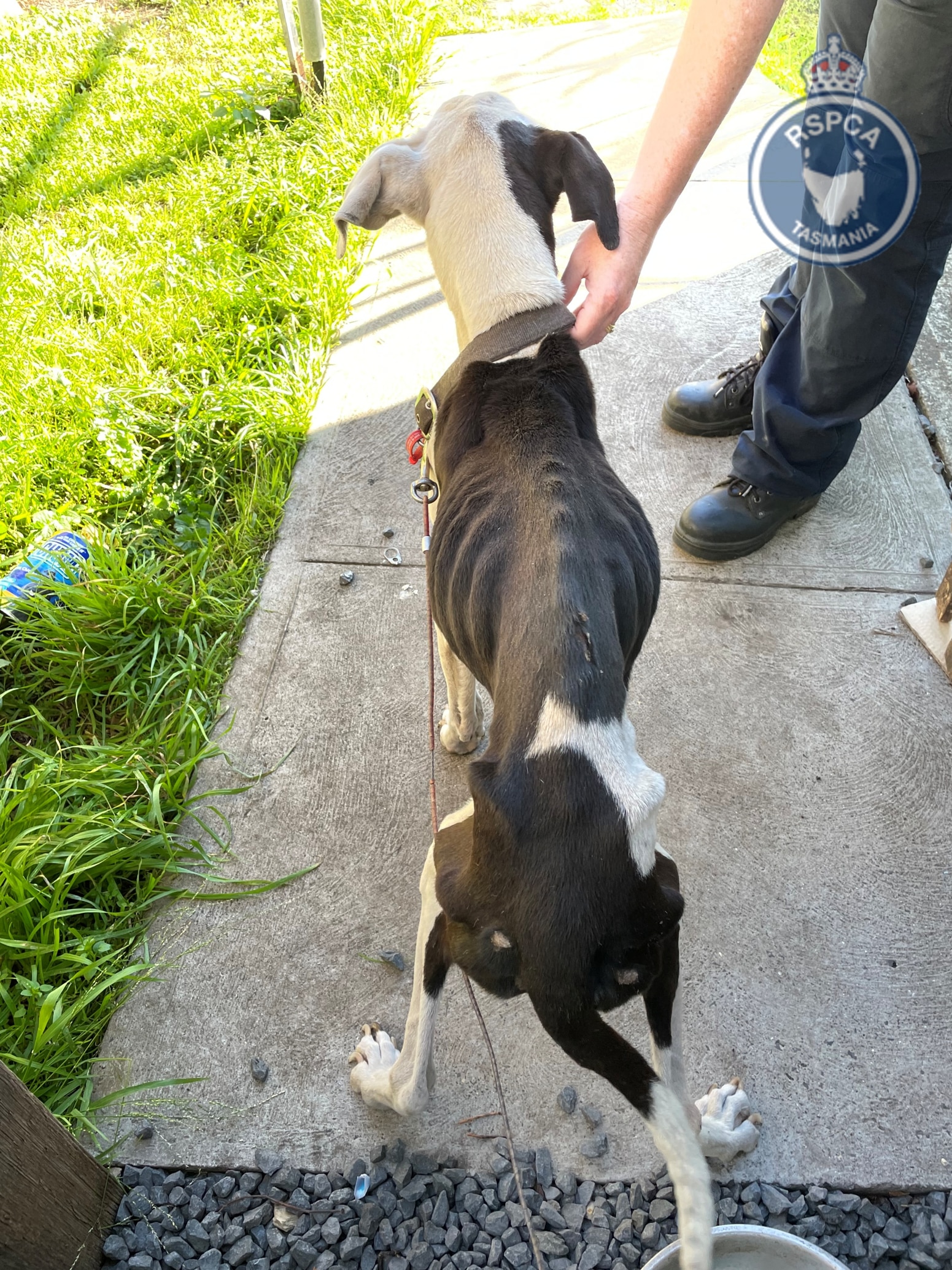 An extremely emaciated dog on a path in a yard.