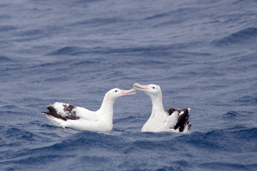 Two white sea birds play with one another in deep blue water. They have dark brown tail feathers and pink bills