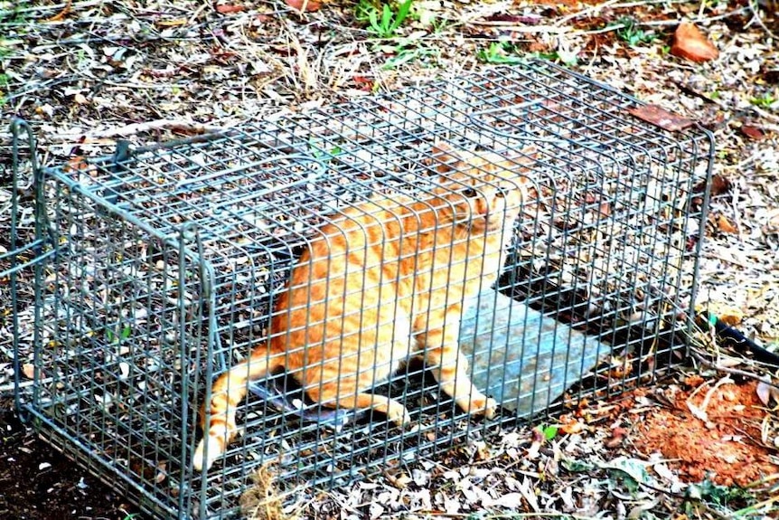 An orange cat in a trap.