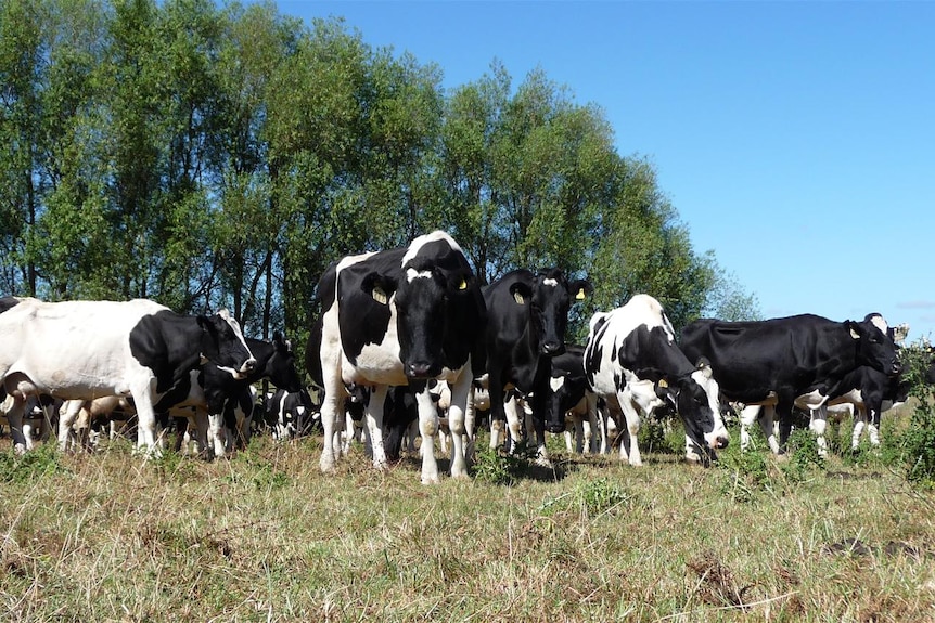 Dairy cows in NZ
