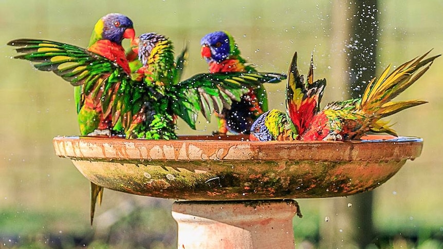 Rainbow lorikeets in bird bath