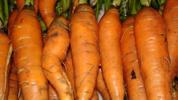 Carrots and other vegetables ready for picking
