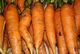 Carrots and other vegetables ready for picking