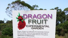Dragon fruit sign at Tropical Fruit World in NSW