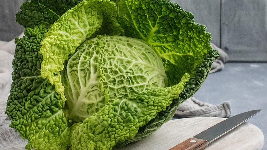 A head of fresh cabbage with large leaves on a chopping board next to a knife.