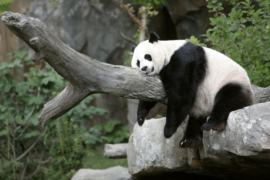 一只大熊猫躺在树杈上