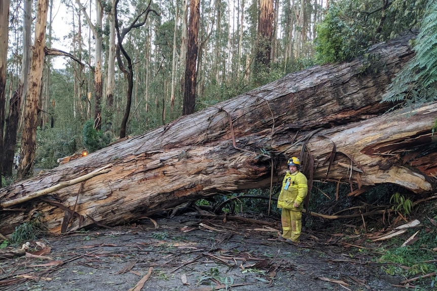 A man in CFA uniform stands against a giant fallen tree.