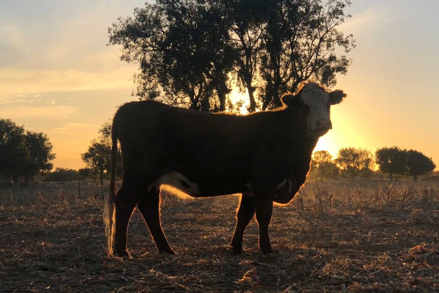 A cow on a drought-stricken farm near Tamworth in New South Wales as the sun sets