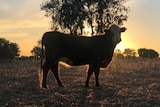 A cow on a drought-stricken farm near Tamworth in New South Wales as the sun sets