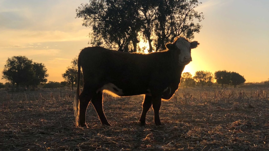 A cow on a drought-stricken farm near Tamworth in New South Wales as the sun sets