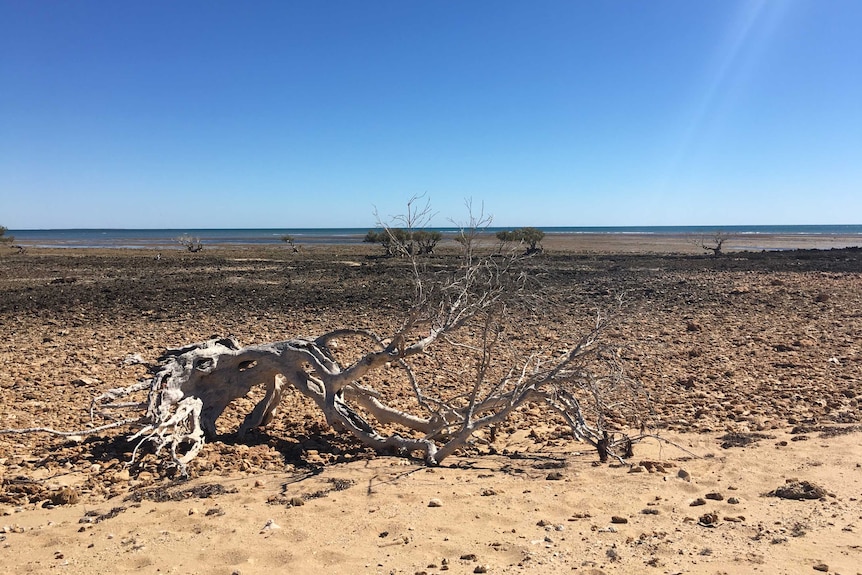 A beach where the tide is out and a tree stump lays white